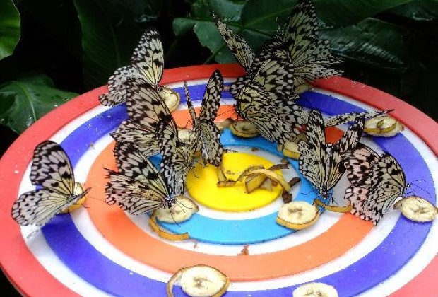du lịch Singapore giá rẻ địa điểm - Butterfly Park & Insect Kingdom Sentosa