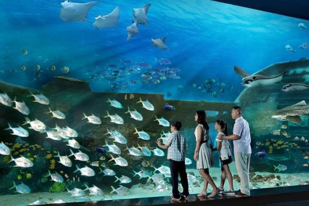 Du lịch Singapore nên đi đâu - Thủy cung S.E.A Aquarium