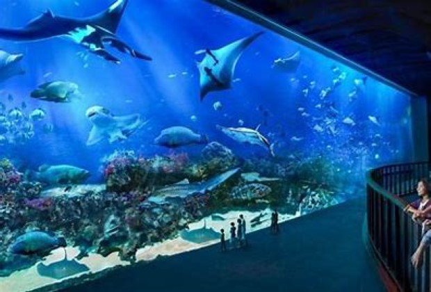 du lịch về Singapore- thủy cung S.E.A Aquarium