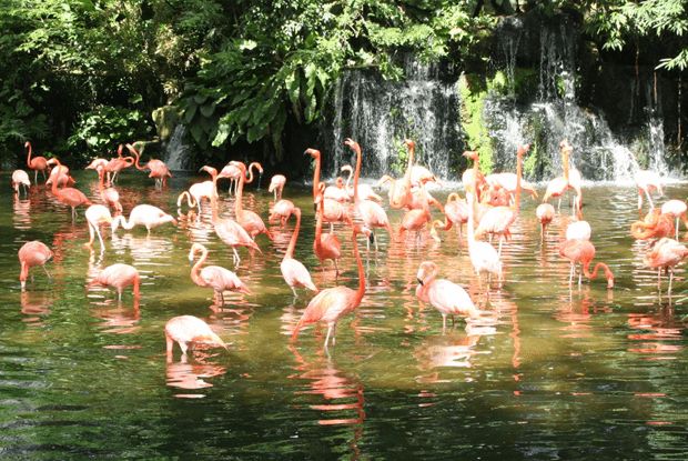 Du lịch Singapore 3 ngày - Jurong Bird Park